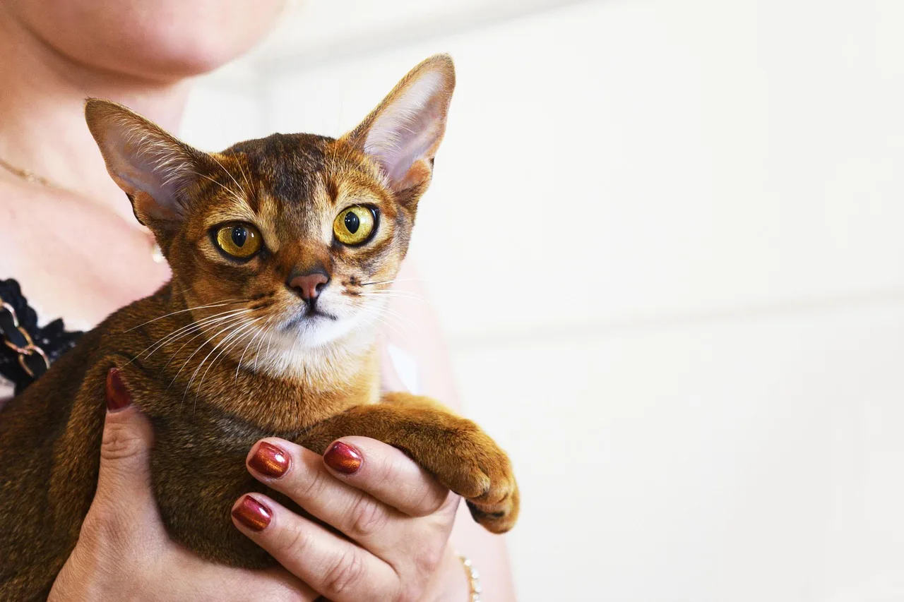 Ruddy Abyssinian held in a show portrait