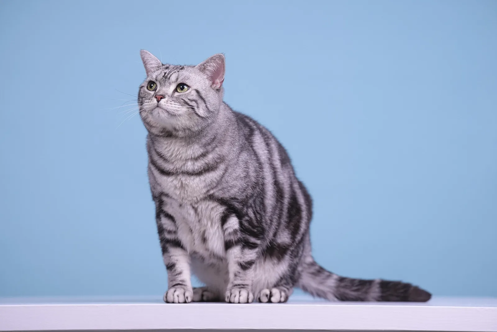 Silver tabby American Shorthair in a studio portrait