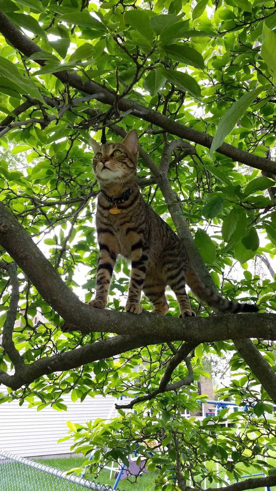 A young American Shorthair cat at home