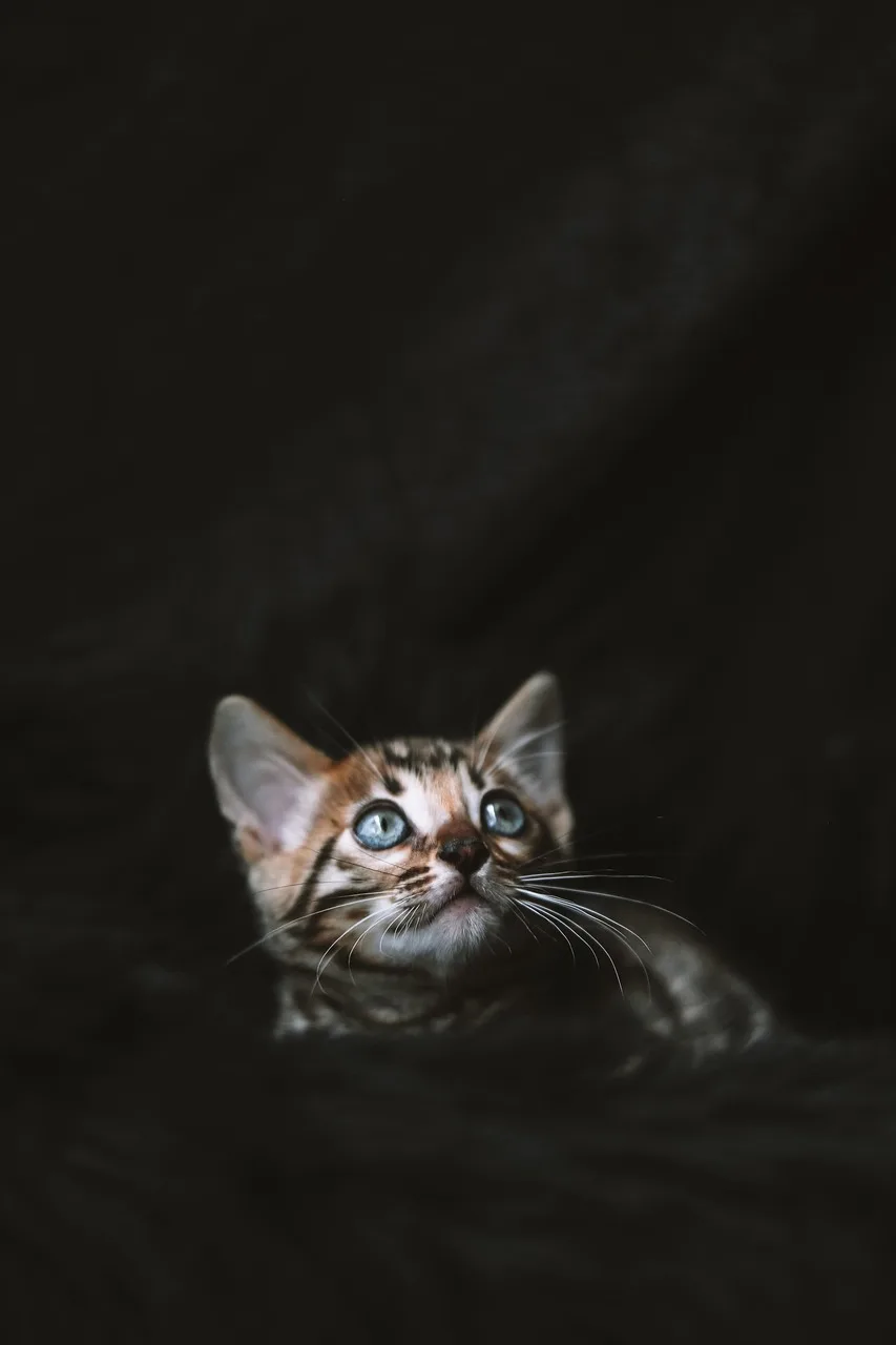 Bengal kitten peeking from dark fabric