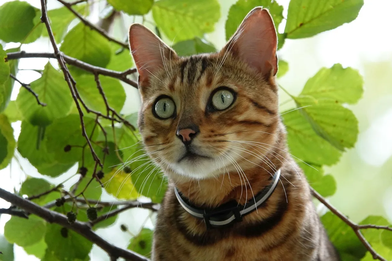 An alert Bengal cat looking ready to play