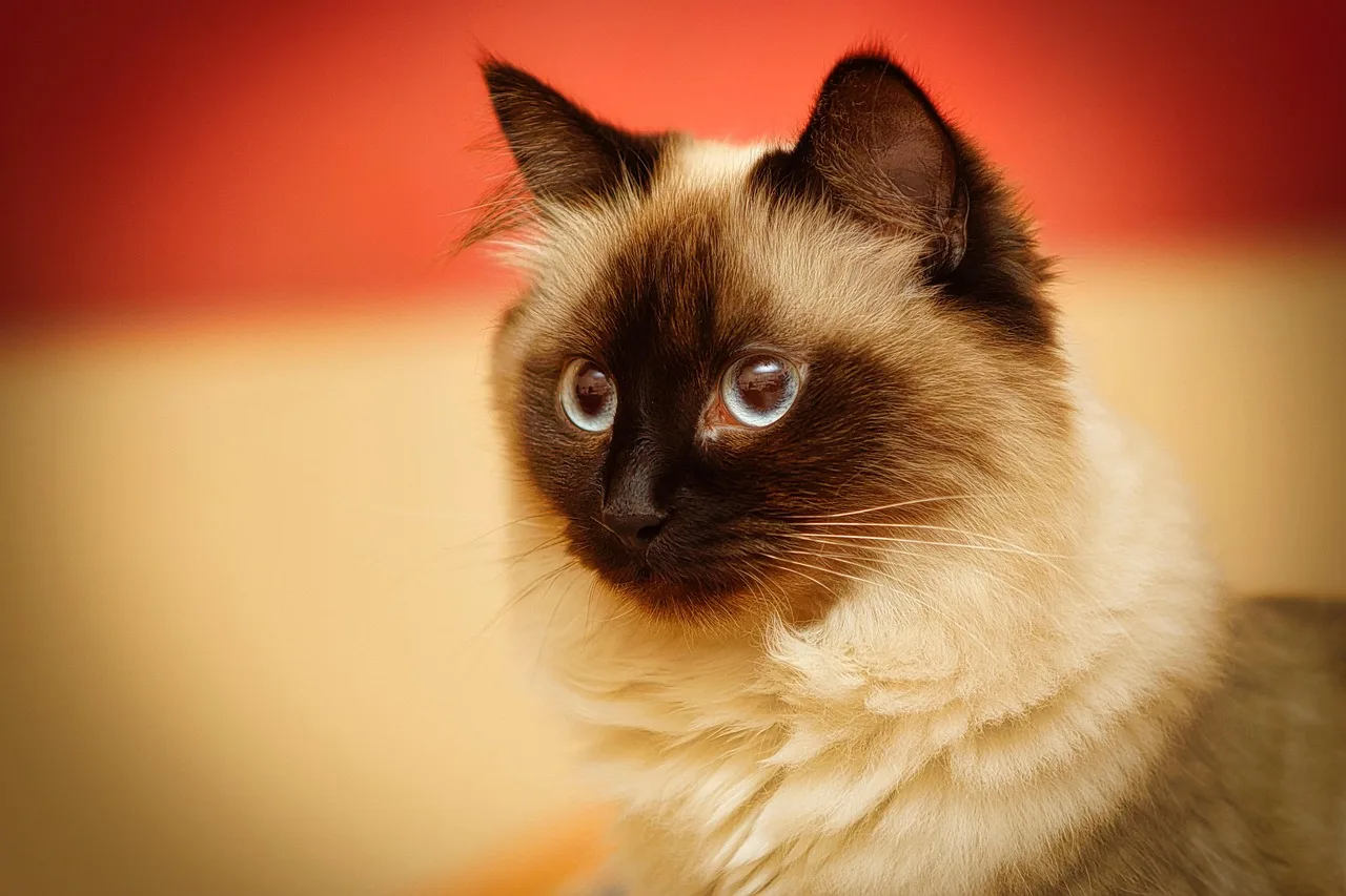 Seal-point Birman in a warm studio portrait