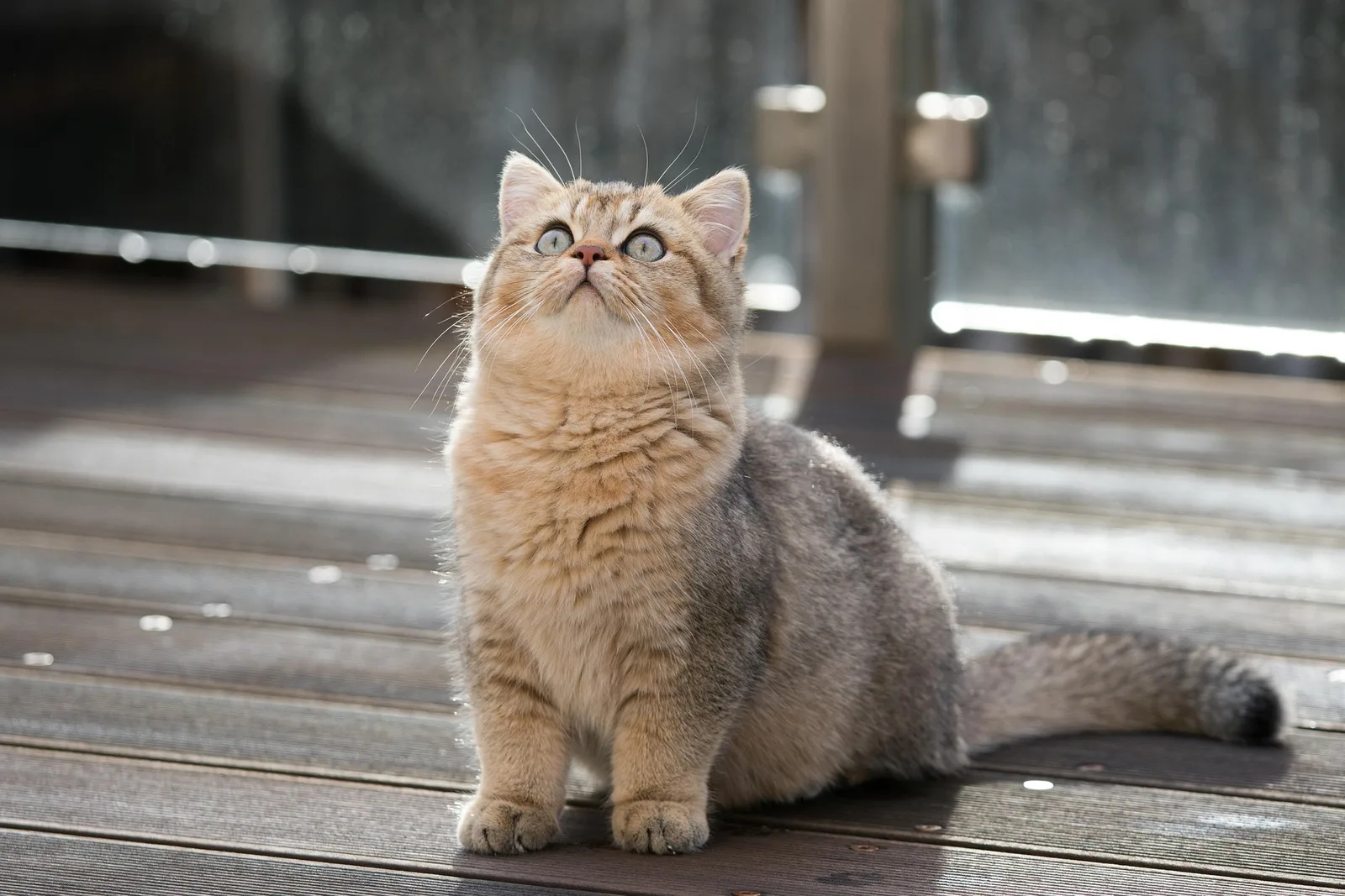 Golden British Shorthair kitten sitting on a wooden deck