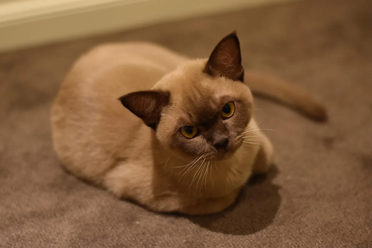 Chocolate Burmese cat resting on a sofa