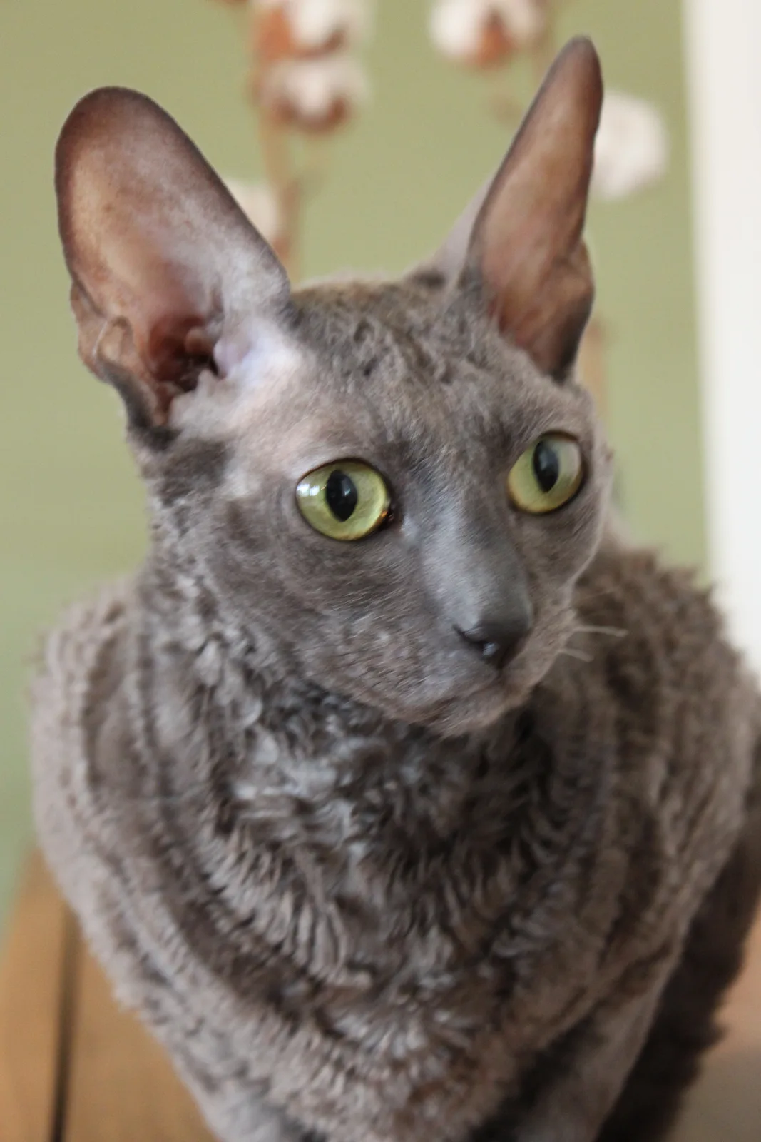 Blue Cornish Rex in a close portrait