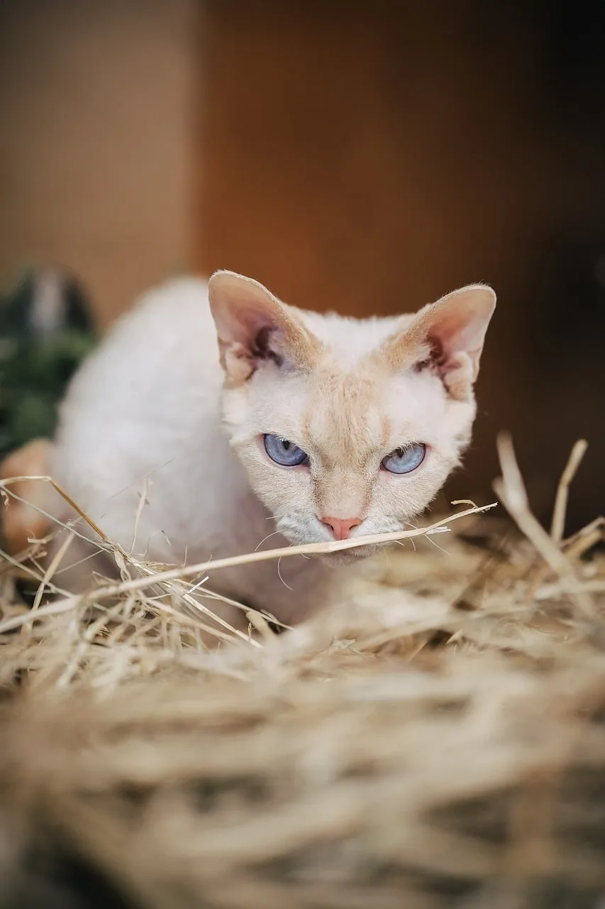 Cream Devon Rex crouching among straw