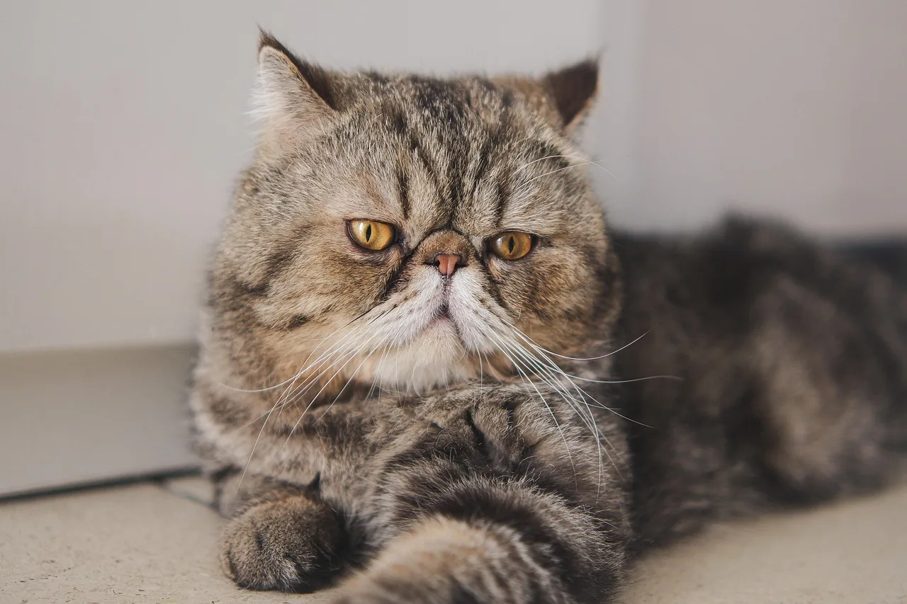 Brown tabby Exotic Shorthair in a close portrait