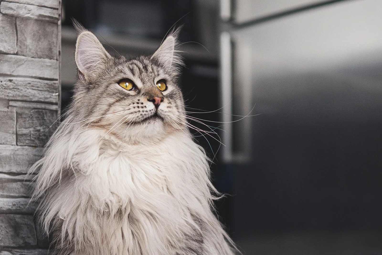 Brown tabby Maine Coon sitting beside a window