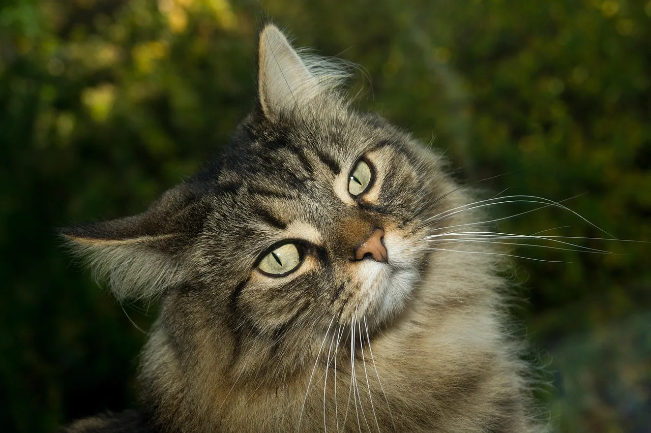 Brown tabby Norwegian Forest Cat in a leafy garden