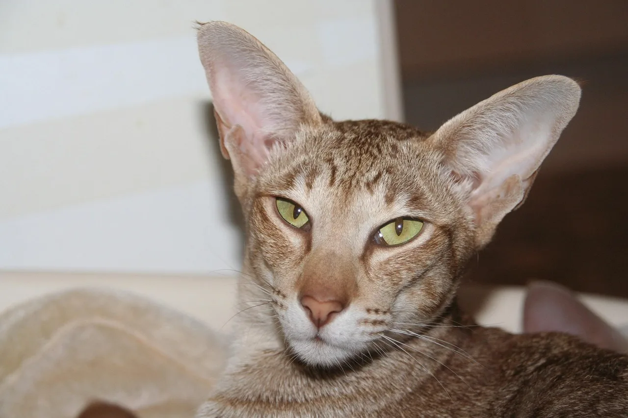 Spotted Oriental Shorthair reclining indoors