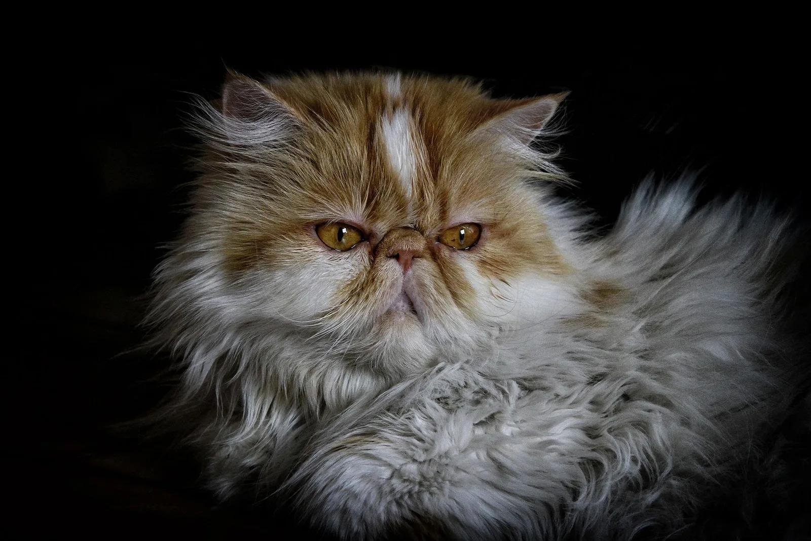 White Persian cat sitting upright with copper eyes