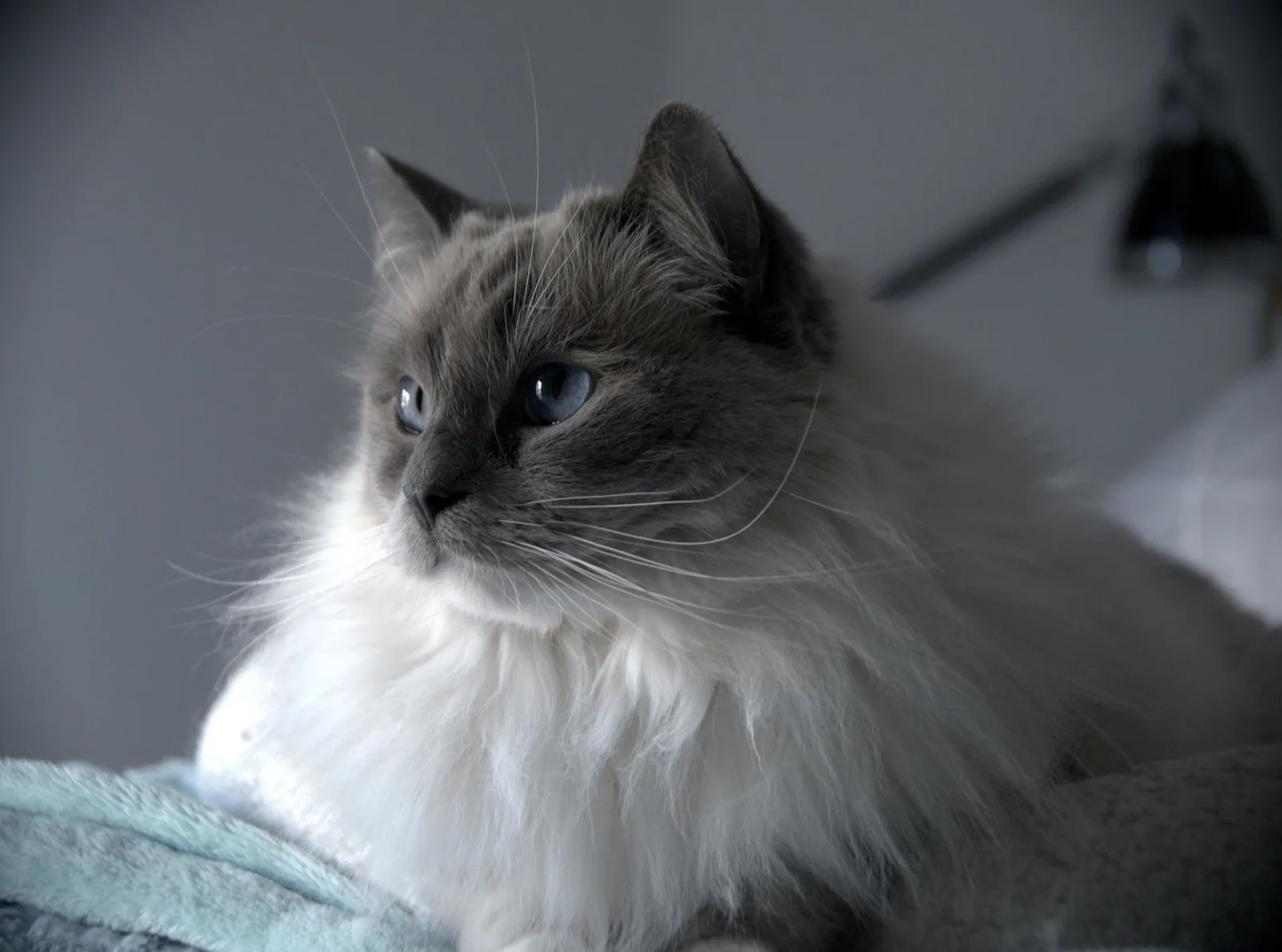 Blue-eyed mitted Ragdoll resting on a blanket