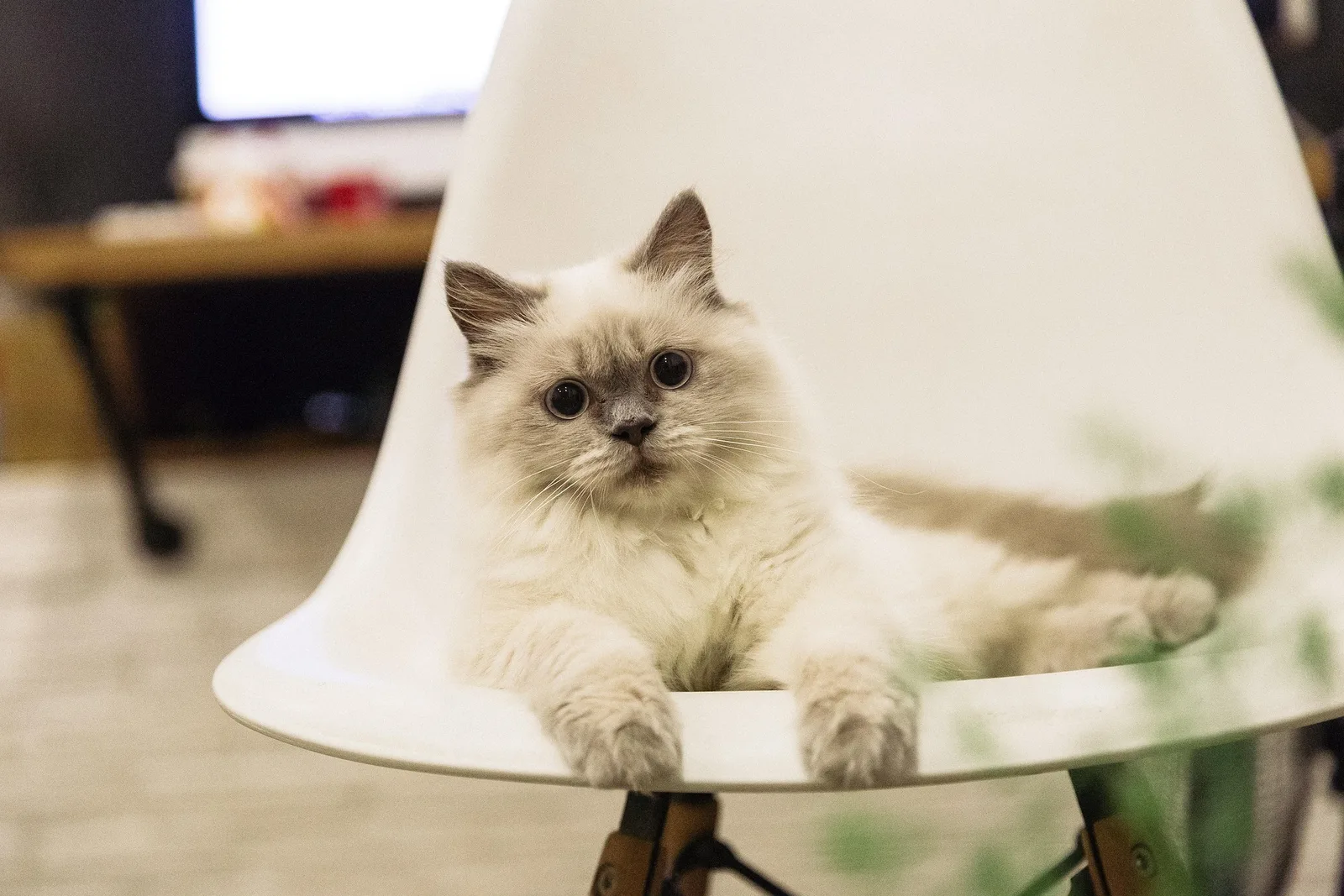 A relaxed long-haired cat resting at home