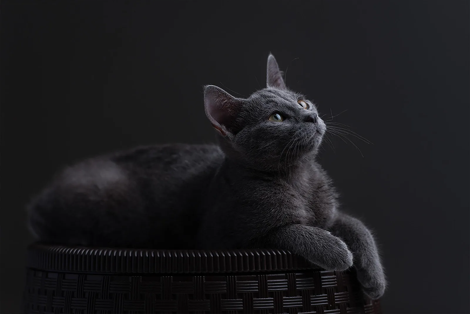 Russian Blue reclining against a dark background