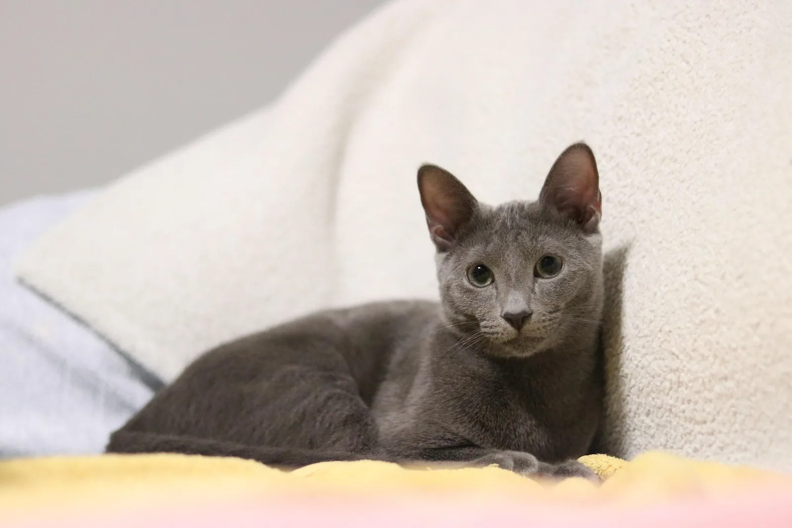 A Russian Blue cat relaxing in a tidy home