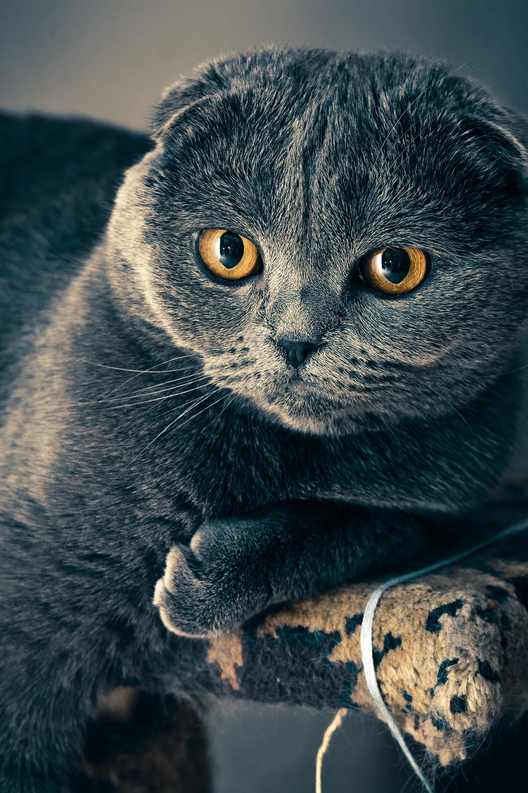 Gray Scottish Fold resting on a perch