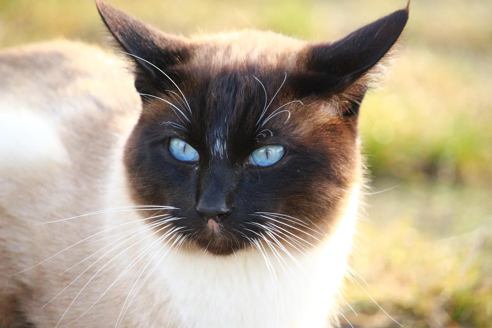 Seal-point Siamese with blue eyes in a close portrait
