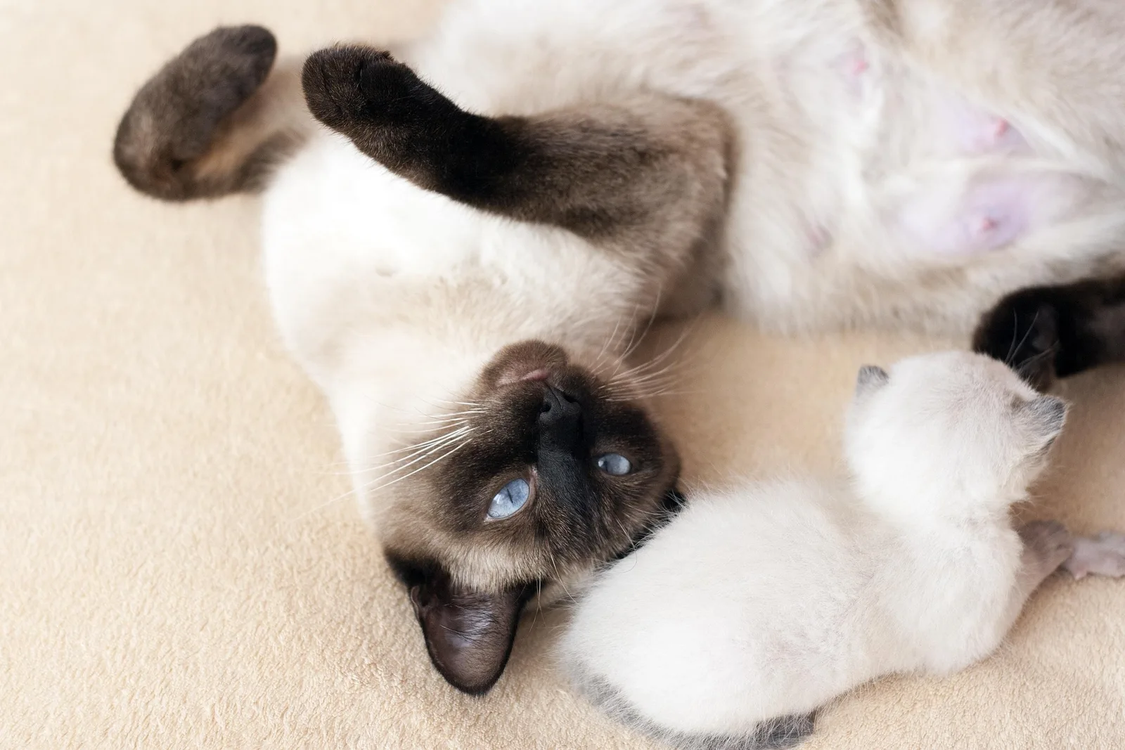 A Siamese cat observing a room from a calm spot