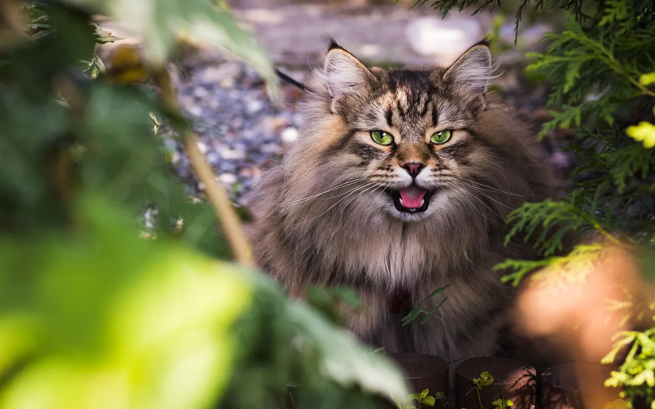Brown tabby Siberian cat framed by garden foliage