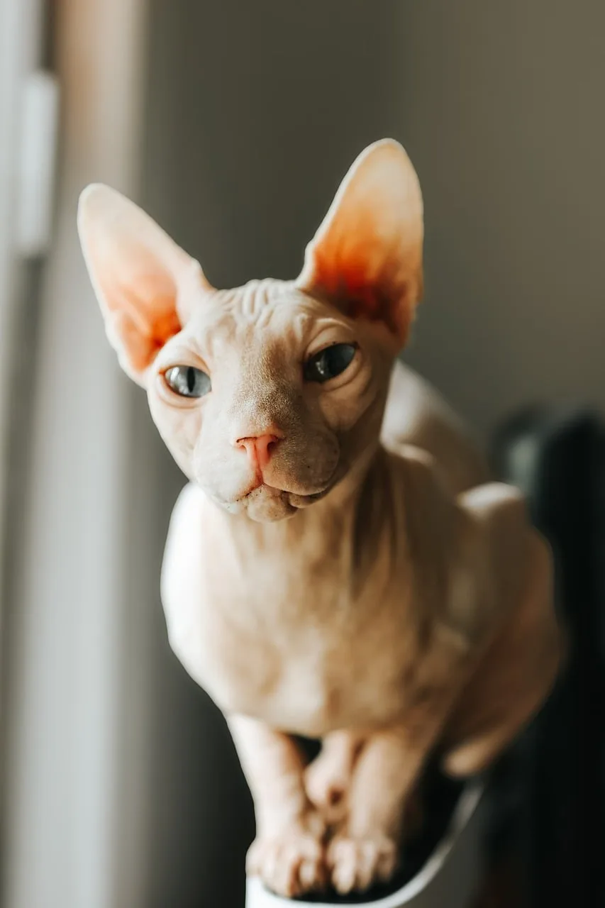 Pale Sphynx sitting beside a window
