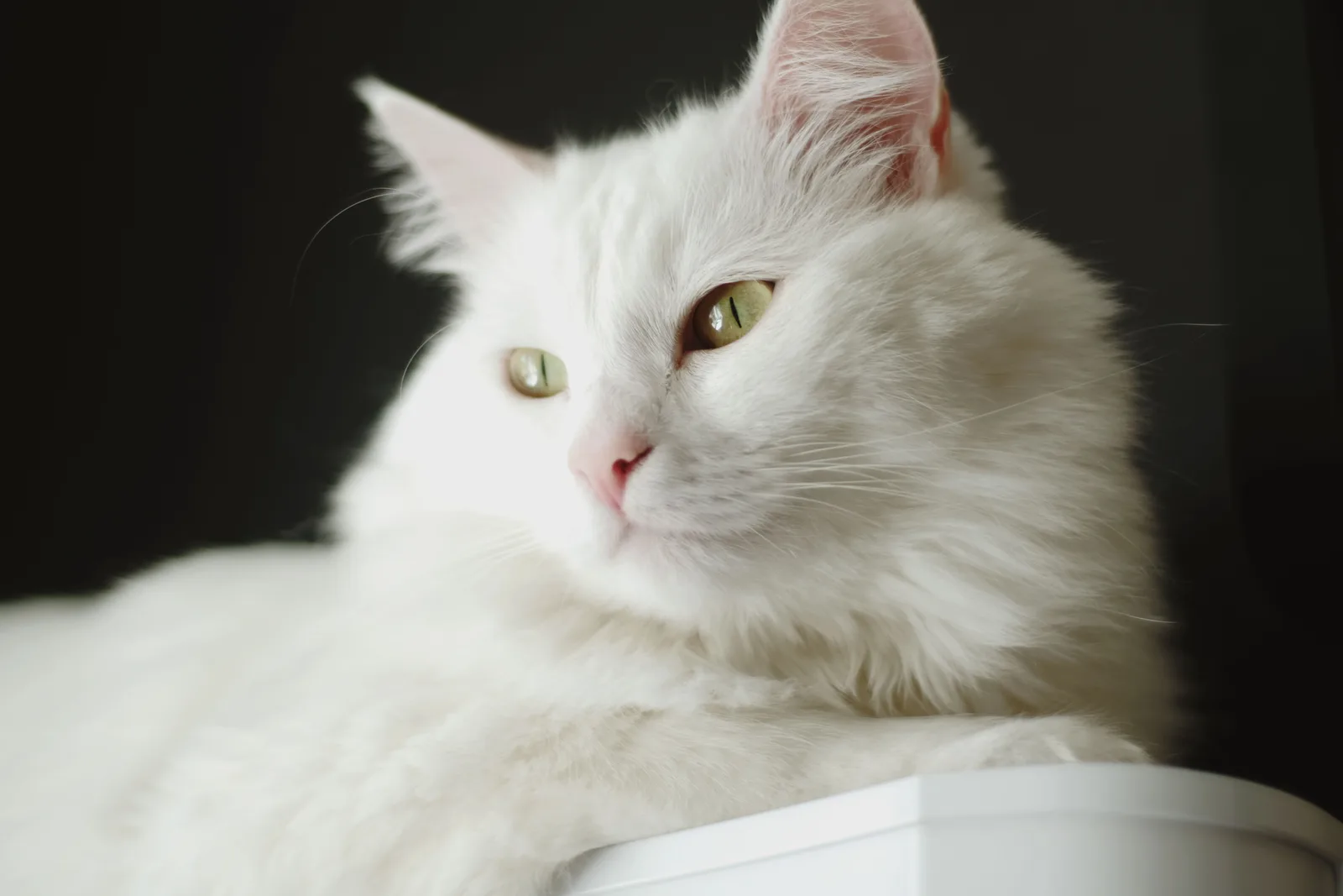 Green-eyed white Turkish Angora close-up