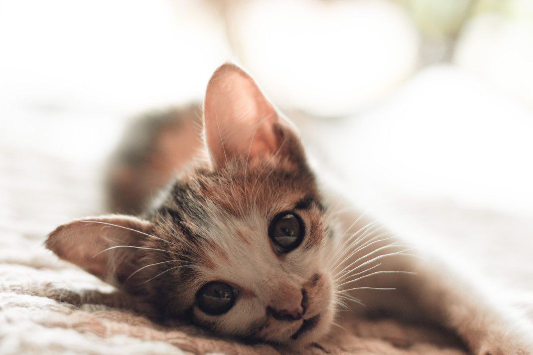 Small tabby kitten lying softly on a blanket